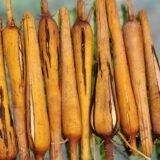 Palmyra Sprout | Palmyra Tuber | பனங்கிழங்கு