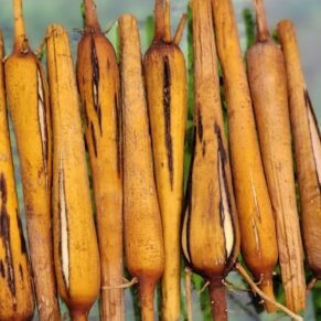 Palmyra Sprout | Palmyra Tuber | பனங்கிழங்கு